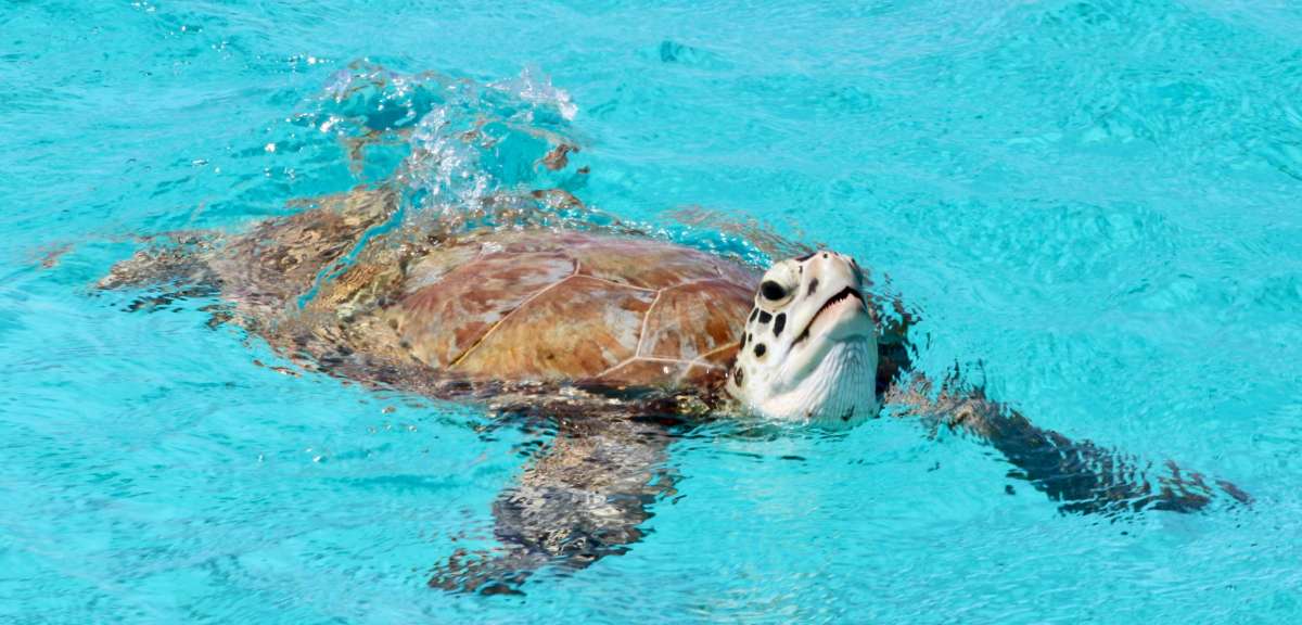 Sea turtle says hello