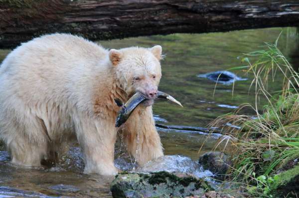 Spirit (Kermode) bear in the Great Bear Rainforest