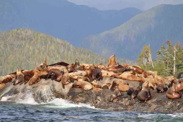 Sea Lions, oh my!