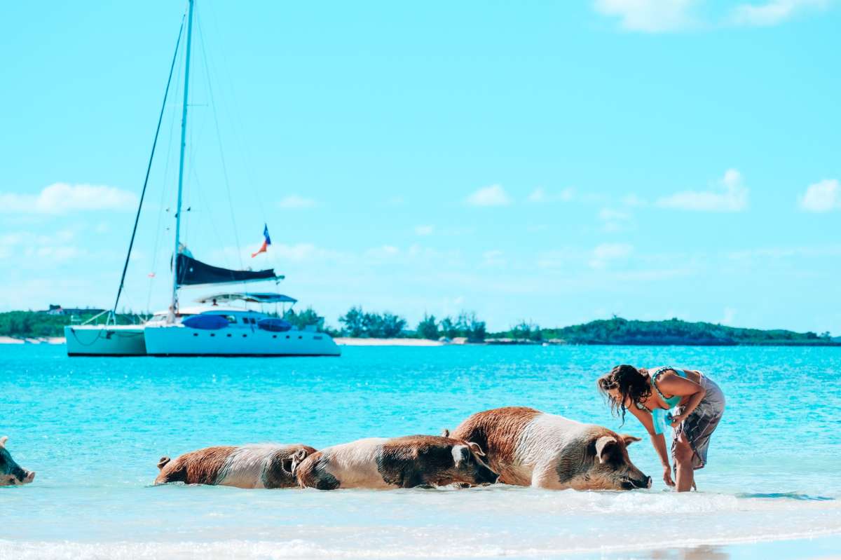 Pigs on the Beach