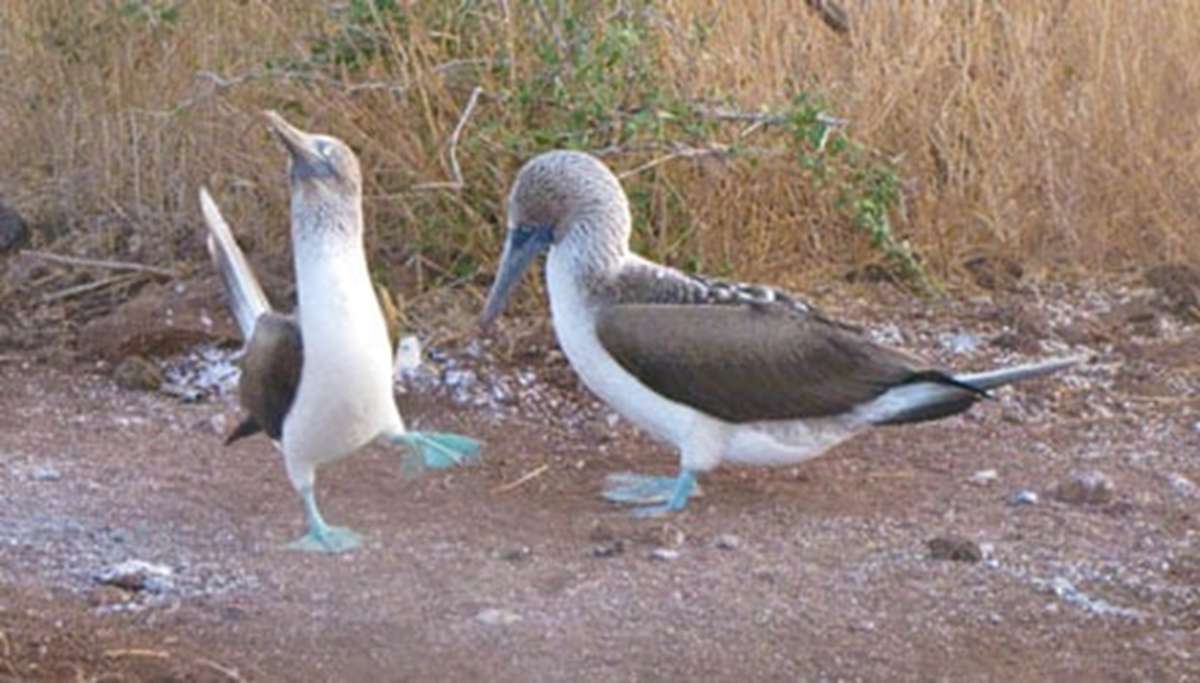 BLUE FOOTED BOOBIES