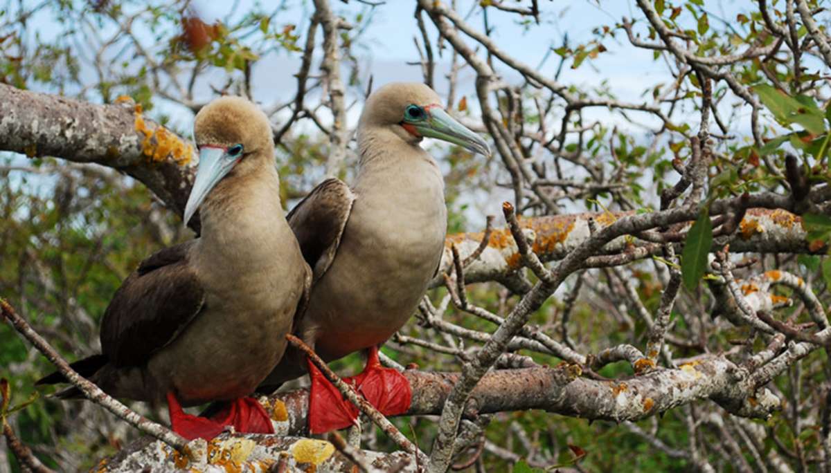 RED FOOTED BOOBIES