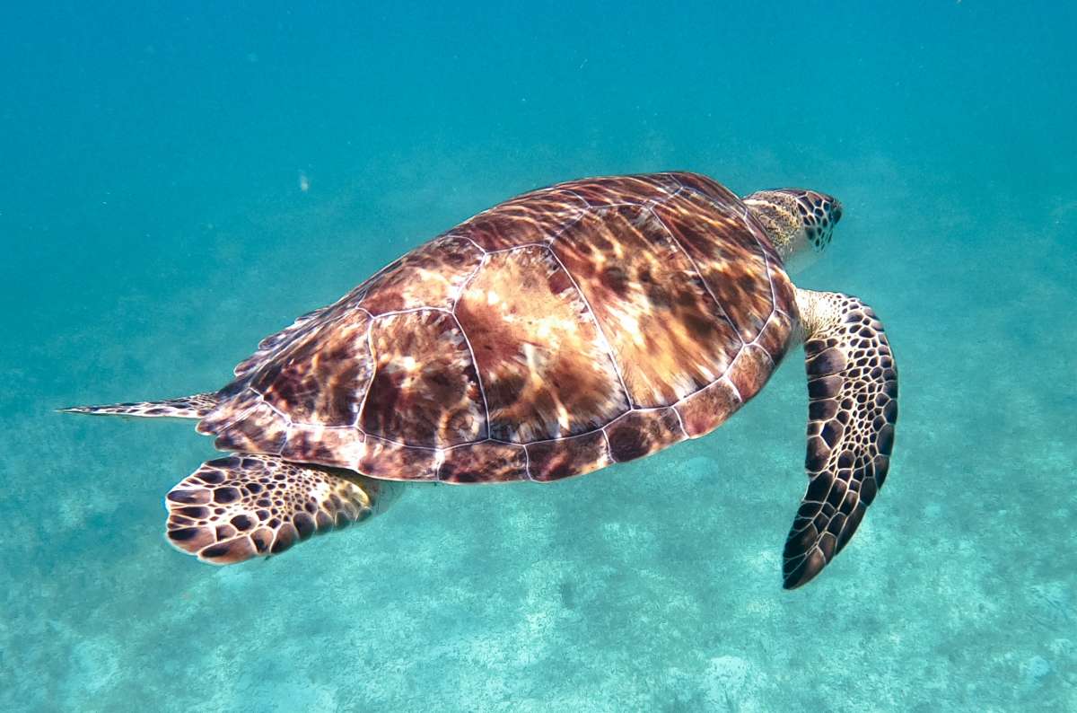Swim with sea turtles